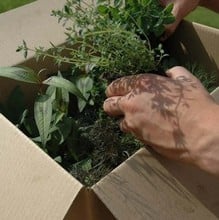 Compact Herb Garden