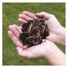 Composting Worms