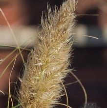 Cortaderia Pumila