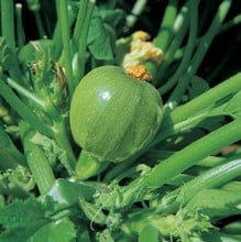 Courgette - Tondo Chiara di Nizza - Organic Plant Packs