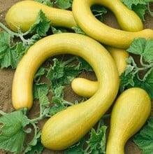 Courgette - Tromboncino Albenga - Organic Plant Packs