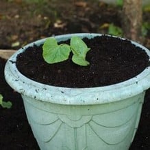 Courgette - Tromboncino Albenga - Organic Plant Packs