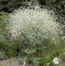 Crambe cordifolia - Colewort