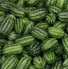 Cucamelon (5 Plants) Organic