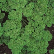 Curly Parsley (3 Plants) Organic