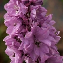 Delphinium Astolat