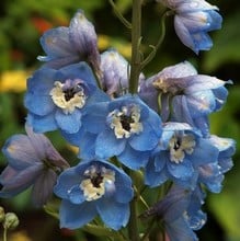 Delphinium Summer Skies