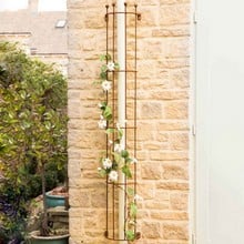 Drainpipe Trellis