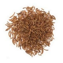 Dried Mealworms