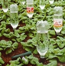 Drinks Bottle Watering Spike Drinks Bottle Watering Spike