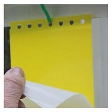 Drystick Greenhouse Sticky Traps Drystick Greenhouse Sticky Traps