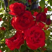 Dublin Bay Climbing Rose by Peter Beales