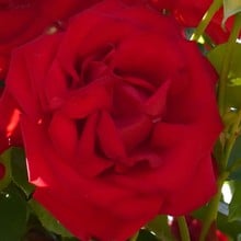 Dublin Bay Climbing Rose by Peter Beales