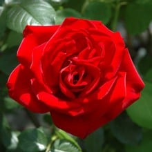 Dublin Bay Climbing Rose by Peter Beales
