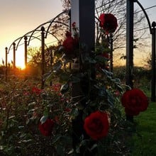 Dublin Bay Climbing Rose by Peter Beales