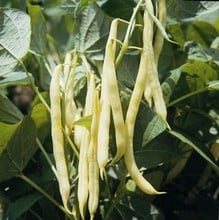 Dwarf French Bean Orinoco - Organic Plant Packs