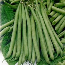 Dwarf French Green Beans Tendergreen - Organic Plant Packs