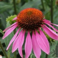 Echinacea purpurea