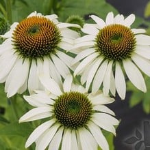 Echinacea Purpurea White Swan