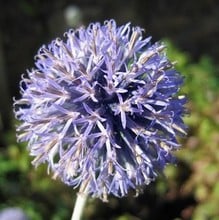 Echinops bannaticus Veitch's Blue