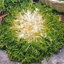 Endive Pancalieri - Organic Plant Packs Endive Pancalieri - Organic Plant Packs