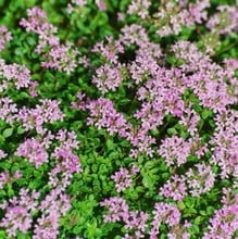 English Thyme - Organic Plant Packs