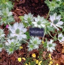 Eryngium giganteum Miss Willmotts Ghost