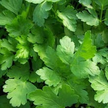 Flat Leaf Parsley (3 Plants) Organic