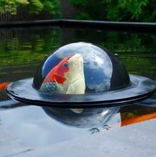 Floating Fish Viewing Sphere