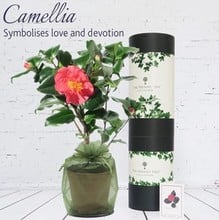 Flowering Camellia Plant Gift Flowering Camellia Plant Gift
