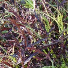 Frills Mustard - Organic Plant Packs Frills Mustard - Organic Plant Packs