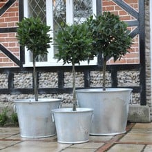 Galvanised Zinc Planters