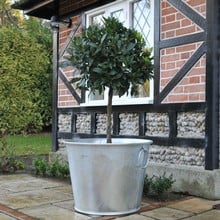 Galvanised Zinc Planters