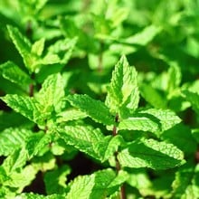 Garden Mint (3 Plants) Organic