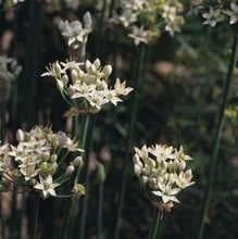 Garlic Chives - Organic Plant Packs