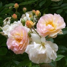 Ghislaine de Feligonde - Rambling Rose by Peter Beales