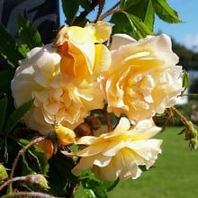 Ghislaine de Feligonde - Rambling Rose by Peter Beales