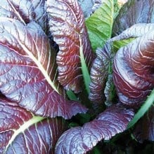 Giant Red Mustard - Organic Plant Packs