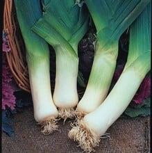 Giant Winter Leeks - Organic Plant Packs