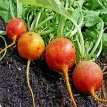 Golden Bolder Beetroot - Organic Plant Packs