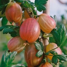 Gooseberry Xenia