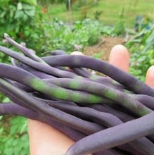 Gourmet Bean and Pea Collection (60 plants) Organic