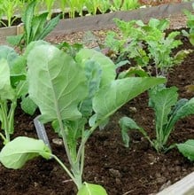 Gourmet Brassica Collection (60 plants) Organic