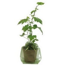 Grapevine Plant Gift