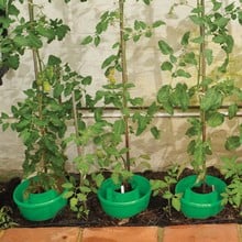 Green Plant Halos (set of 3)