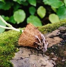 Green Start Coir Pot Set