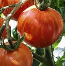 Greenhouse Collection (28 plants) Organic Greenhouse Collection (28 plants) Organic