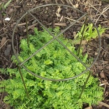 Grow Through Plant Supports
