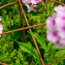 Grow Through Plant Supports