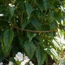 Harrod Curved Border Restraints Rust
